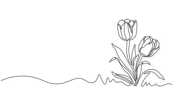 Continuous one line drawing of beautiful spring flowers graphic animation. Alpha channel. Single line art bouquet of tulips on transparent background motion design. 4K resolution