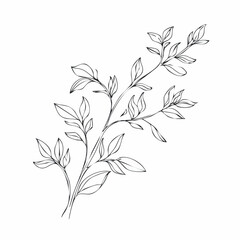 Graceful botanical illustration of a leafy branch, a delicate and elegant hand-drawn sketch for nature-themed designs