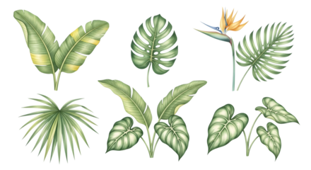 Watercolor illustration of various tropical leaves and a bird of paradise flower isolated on transparent background