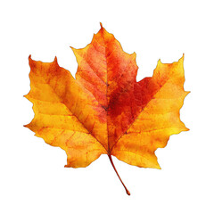 Close-up of a vibrant autumn maple leaf