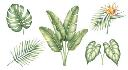 Collection of tropical plant leaves and a bird of paradise flower isolated on transparent background