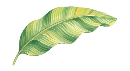 A single variegated banana leaf with green and yellow stripes, isolated on a transparent background