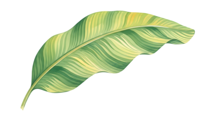 A single variegated banana leaf with green and yellow stripes, isolated on a transparent background