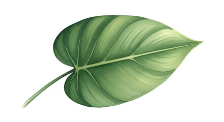 A single green leaf with prominent veins and a white stem, isolated on a transparent background