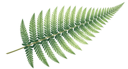 A single green fern frond with delicate leaves, isolated on a transparent background