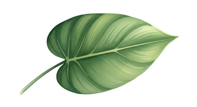 A single green leaf with prominent veins and a white stem, isolated on a transparent background