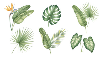 Collection of various tropical green leaves and a bird of paradise flower, isolated on transparent background