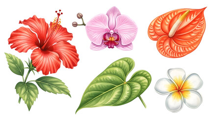 Collection of tropical flower and leaf illustrations isolated on transparent background
