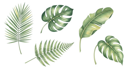 Collection of various green tropical leaves, isolated on transparent background