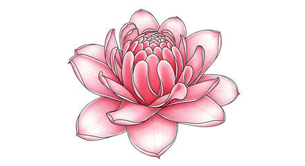 Closeup of a beautiful pink etlingera elatior flower, also known as torch ginger, isolated on transparent background