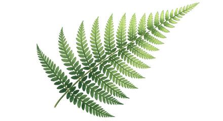 A single green fern frond isolated on transparent background