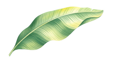 A single banana leaf with green and yellow variegated patterns, isolated on a transparent background