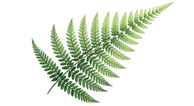 A single green fern frond isolated on transparent background