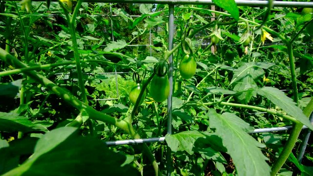 Close up of La Roma or Chico green or unripe tomatoes hanging from vines while growing fruits in organic vegetable garden
