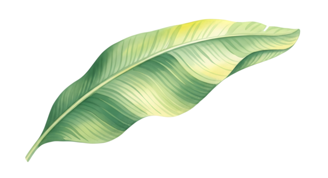 A single banana leaf with green and yellow variegated patterns, isolated on a transparent background