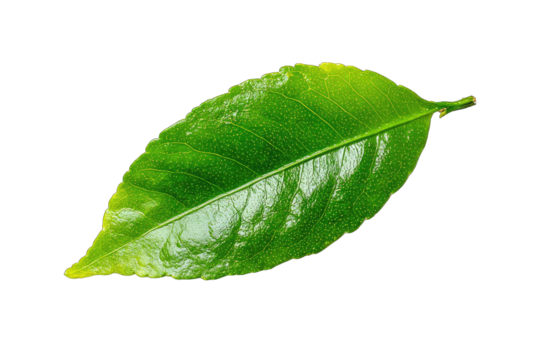 Close-up of a vibrant green leaf, sharply focused, isolated against black