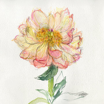 Peony art