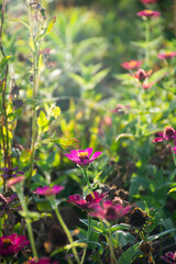 pink flowers in the garden