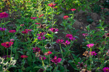 red and yellow flowers
