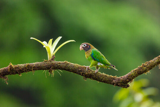 Brown-hooded parrot in tropical forest