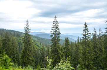 Mountain forest scene with towering evergreen trees, rolling hills, and distant blue ridges under soft, cloudy light. Ideal for nature, travel, and outdoor lifestyle projects. Carpathians, Ukraine