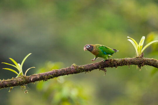 Brown-hooded parrot on branch