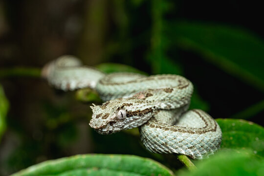 Gray eyelash viper on leaf