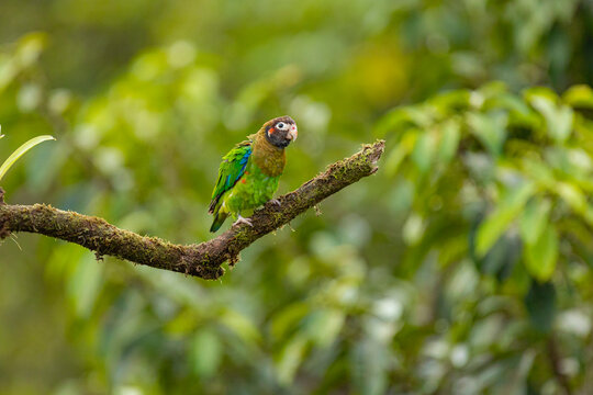 Brown hooded parrot on branch