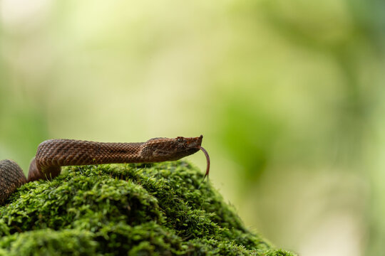 Tamaga with tongue out