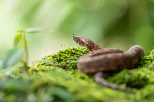 Tamaga on green moss