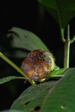 Sleeping bird on leaf