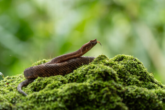 Tamag&aacute; snake on moss