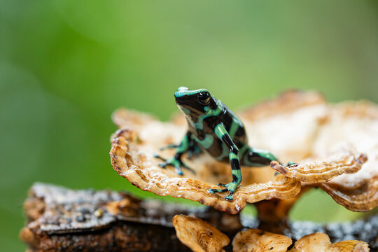 Poison frog in rainforest