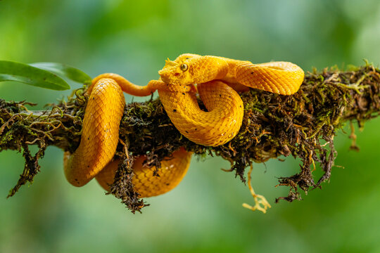 Golden eyelash viper on mossy branch