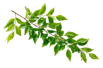 Obraz premium Close-up of a branch with vibrant green leaves