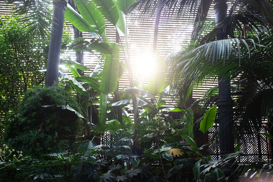 Green plant texture pattern with soft sunlight in botanical garden