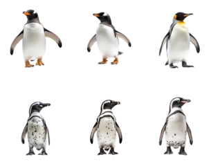 Collection of Penguin walking A penguin waddles with short, steady steps and body slightly leaning forward. full length isolate on transparent background