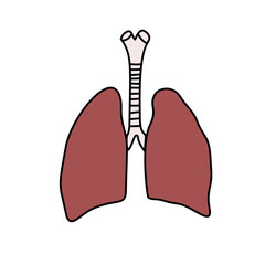 Lungs and Trachea: Anatomical Illustration