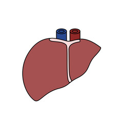 Liver Anatomy Illustration: Medical Diagram for Education