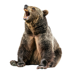 Fototapeta premium Bear stretching A bear stretches its front legs forward, arching its back and yawning. full length isolate on transparent background