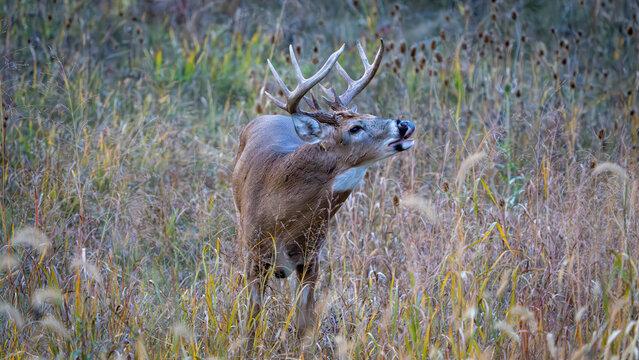 Whitetail Buck