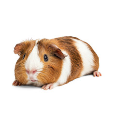 Guinea pig resting A guinea pig lies down with its legs stretched slightly to the side. full length isolate on transparent background