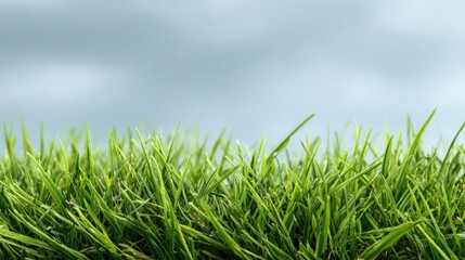 Fototapeta premium Green grass against a cloudy sky.