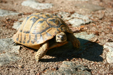 Sunlit Mediterranean land tortoise, Khalkidiki, Greece, July, 2008
