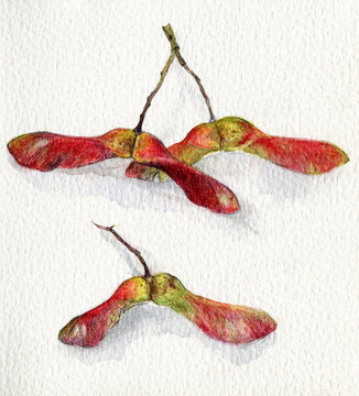 watercolor autumn seeds