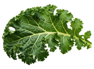 Fresh green kale leaf with visible veins and ruffled texture, healthy eating concept