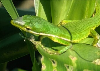 Lizard on a leaf
