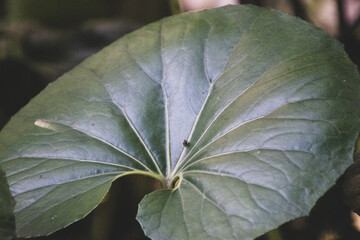Hoja verde con nervaduras