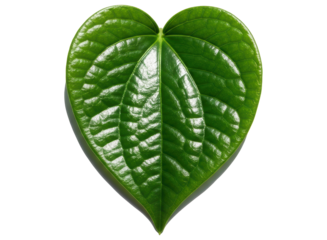 Vibrant green betel leaf with heart shape and detailed veins