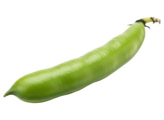 Fresh vibrant green broad bean pod, a healthy and nutritious vegetable